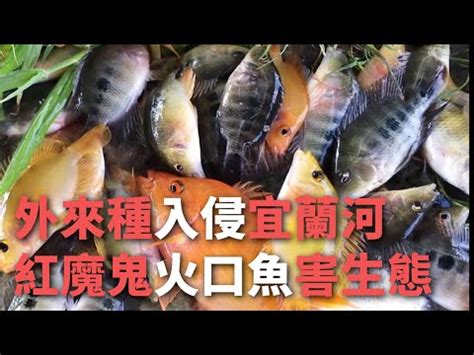 火口魚種類 大飛鵝